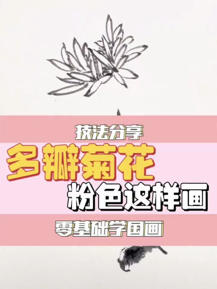 多瓣菊花,粉色这样画,国画教程