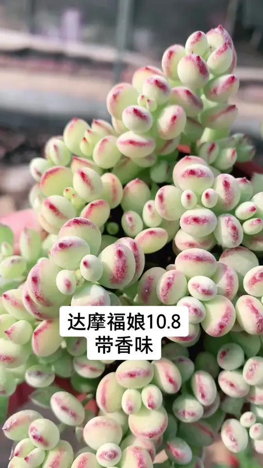 达摩福娘:香气四溢的多肉小精灵