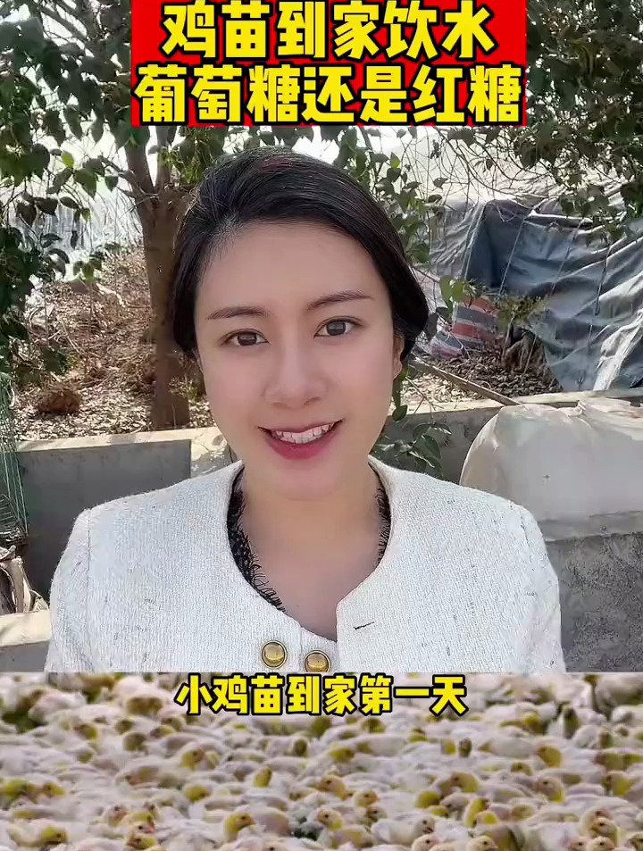养殖 鸡苗到家先喂什么水?