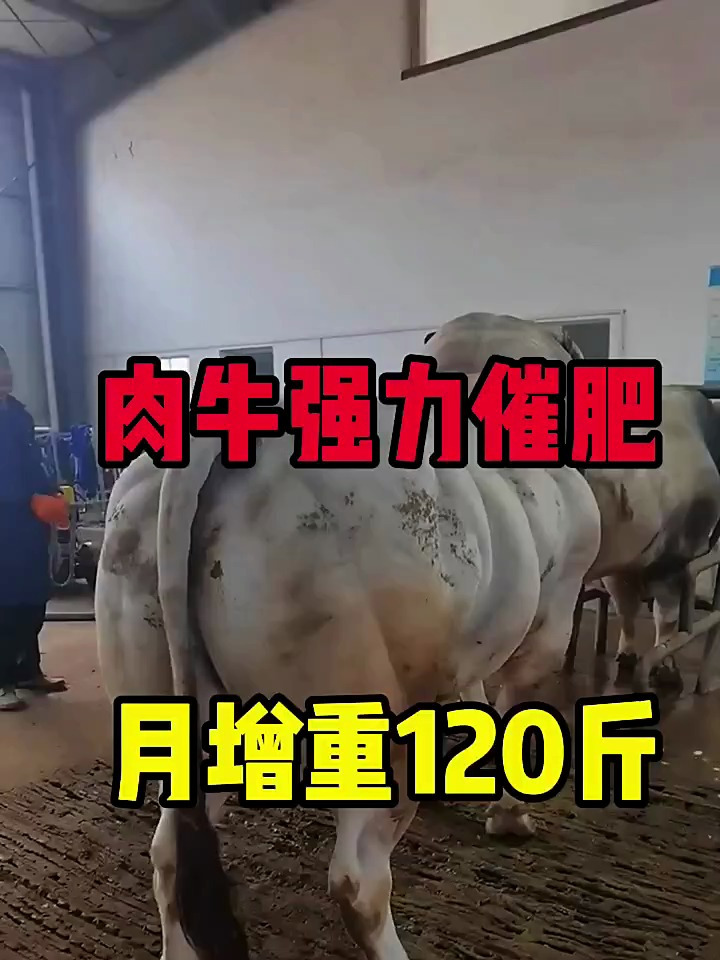 肉牛强力催肥,月增重120斤