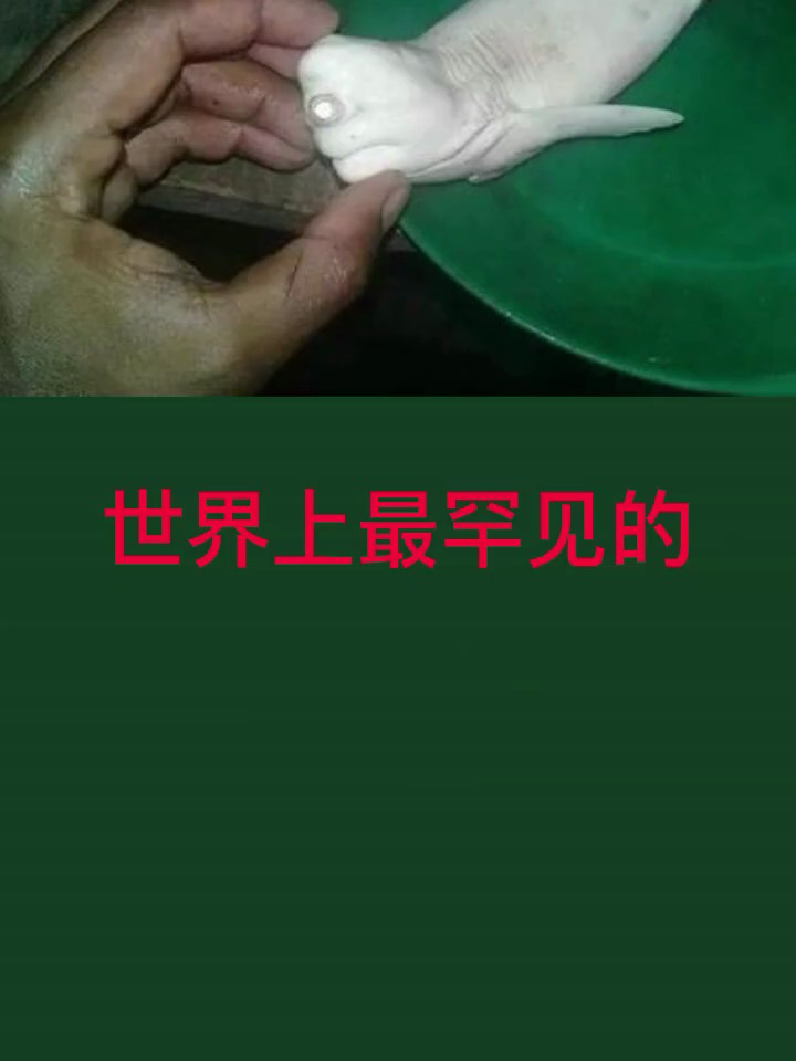 奇闻异事你见这样的鲨鱼吗