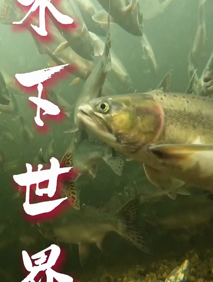 带你看一下不一样的水下世界,大马哈鱼视角洄游!