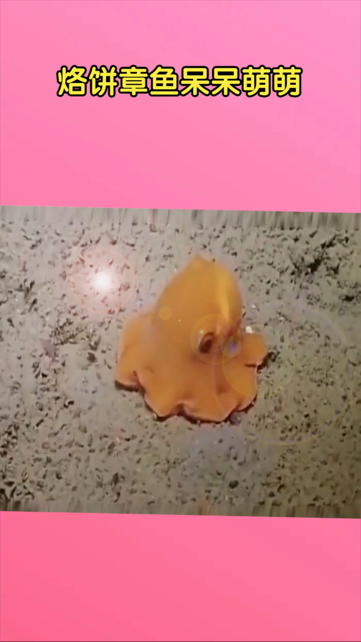 烙饼章鱼呆呆萌萌!