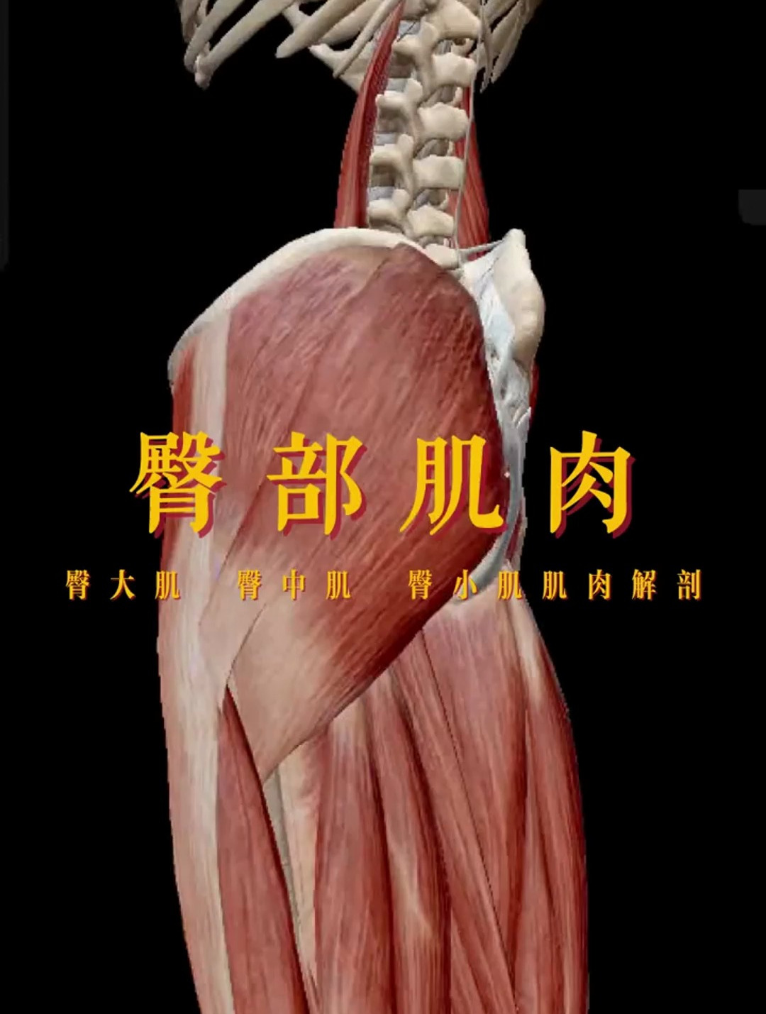 解读人体结构——臀部肌肉 连在一起的肌肉