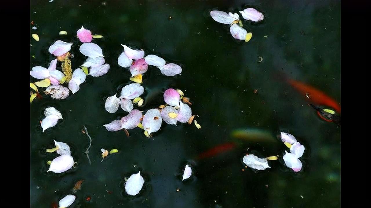 [图]最是人间留不住,朱颜辞镜花辞树——蝶恋花·王国维