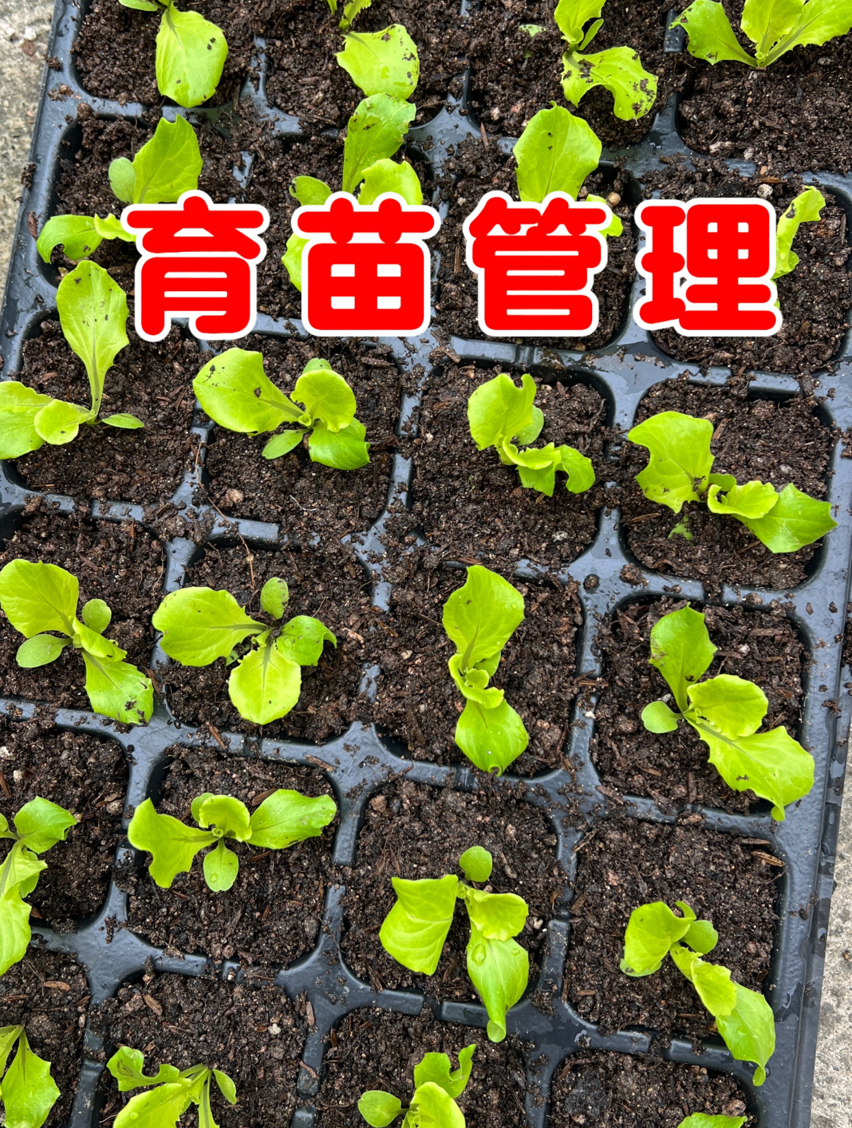 育苗期的蔬菜小苗容易倒伏,怎么办?用田园土和羊粪搅拌均匀培土