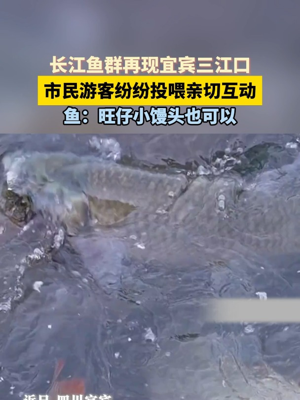 长江鱼群再现宜宾三江口 市民游客纷纷投喂亲切互动 鱼:旺仔小馒头也可以