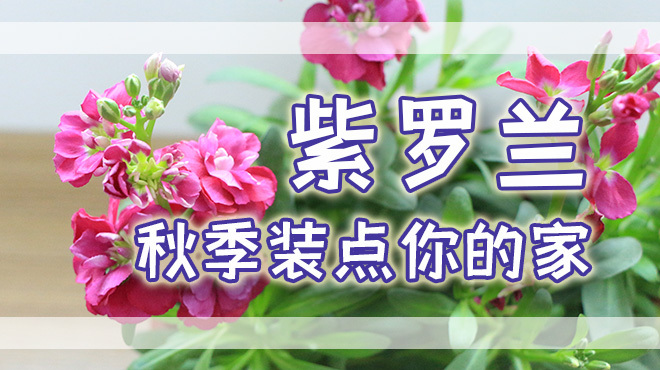 入秋种什么花好?紫罗兰是首选,喜凉爽,养护又简单
