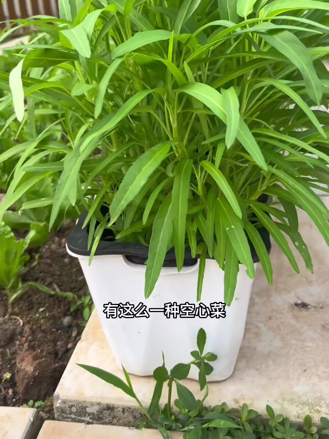 种了28天的柳叶空心菜,收获了,这个空心菜脆嫩好吃!