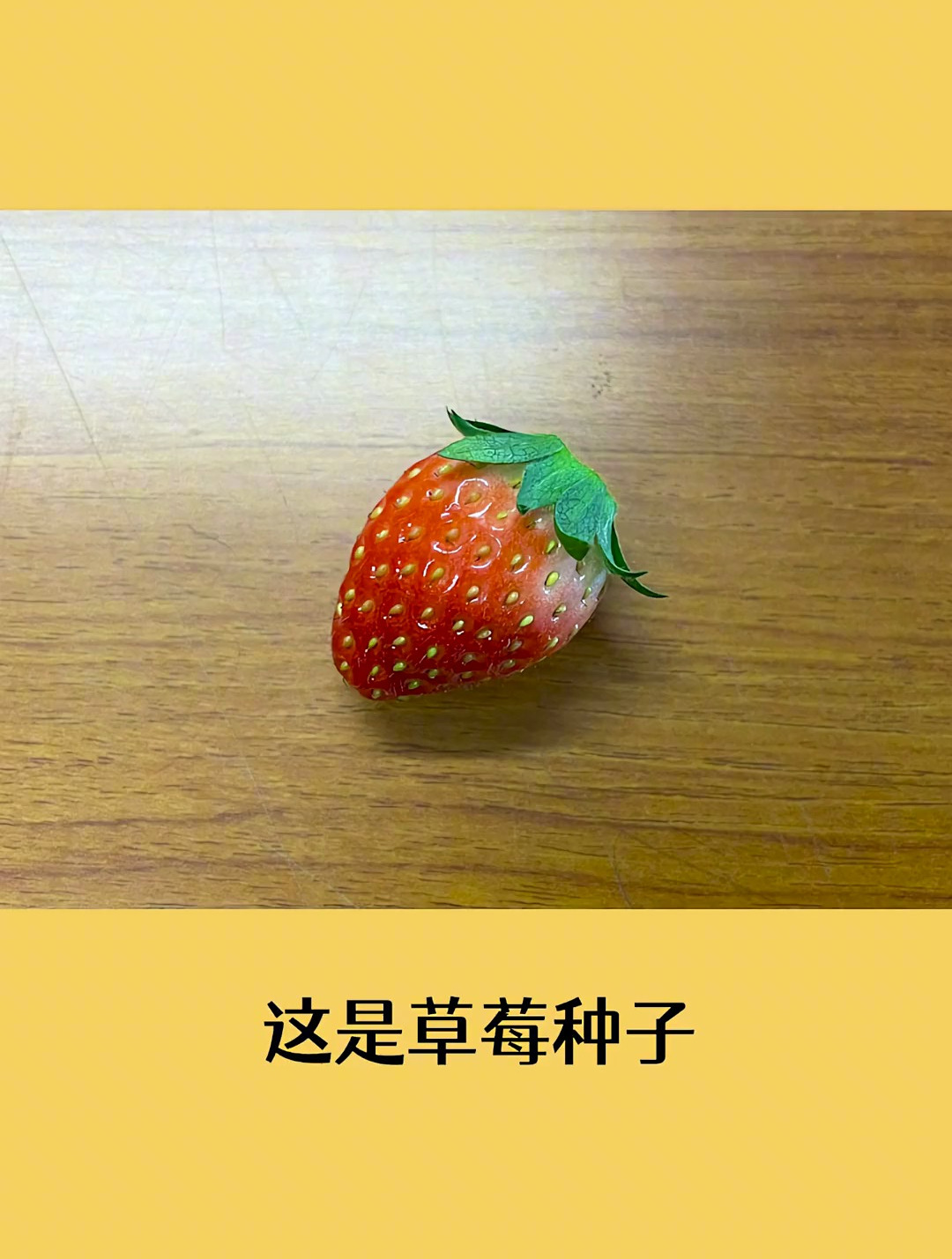 种子会在果实上发芽吗?科普