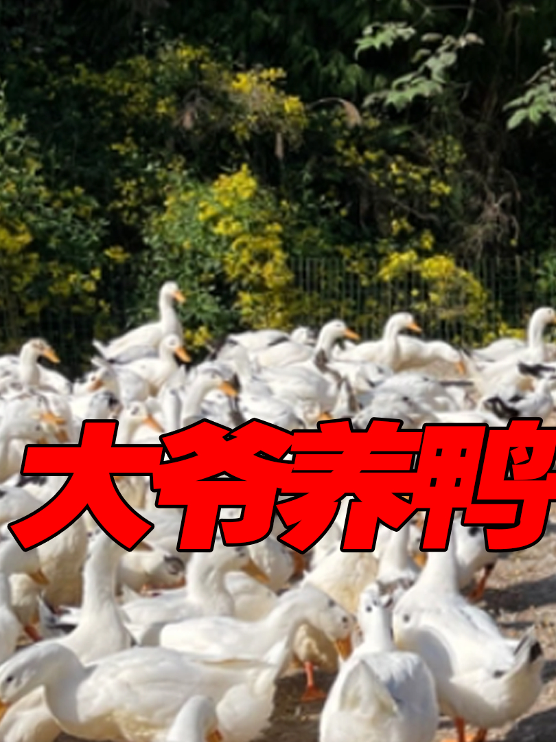 神奇鸭子显神通?不仅爱美女还见义勇为,难道鸭子成精了?