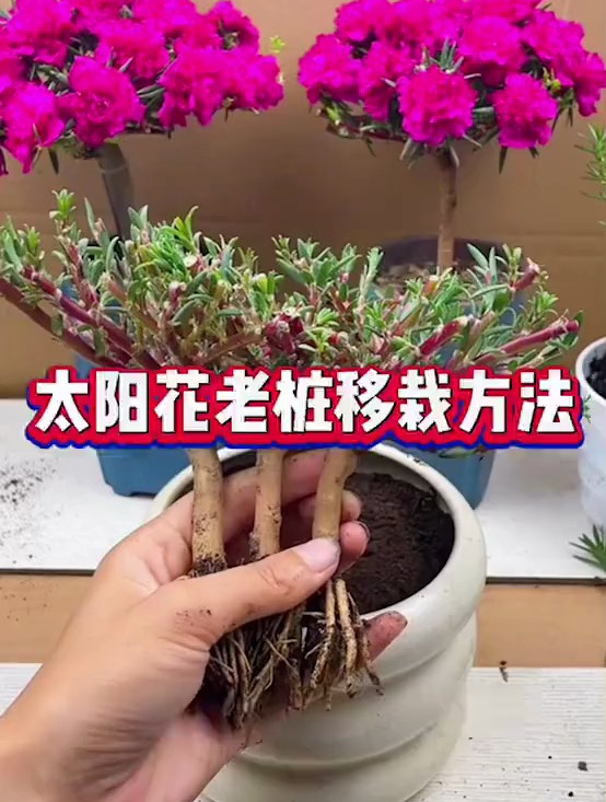 太阳花老桩移栽上盆过程分享