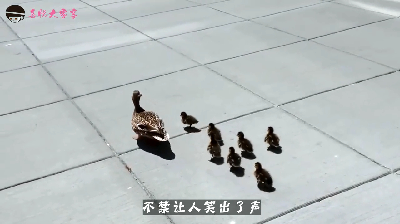 鸭妈妈带着小鸭子过马路,最后一只小鸭子,承载了我一年的笑点!