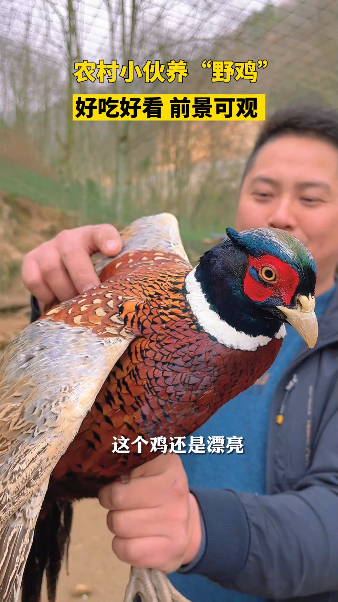 四川广元,小伙回乡养“野鸡”,好吃好看,前景可观。(视频中为养殖七彩山鸡)。提示:捕猎野鸡