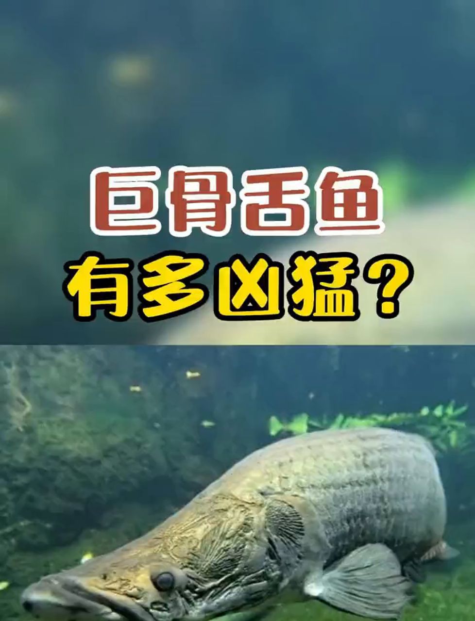 这鱼真大!巨骨舌鱼一尾巴能把人打飞!