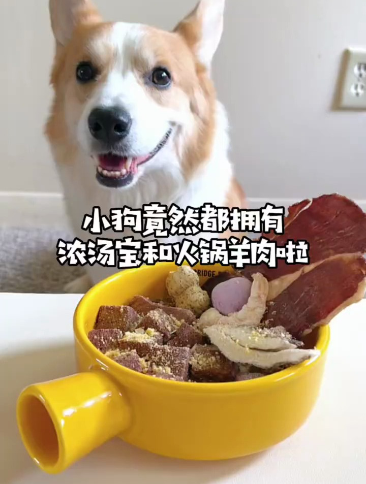 小狗竟然都拥有专属浓汤宝,和火锅羊肉啦!