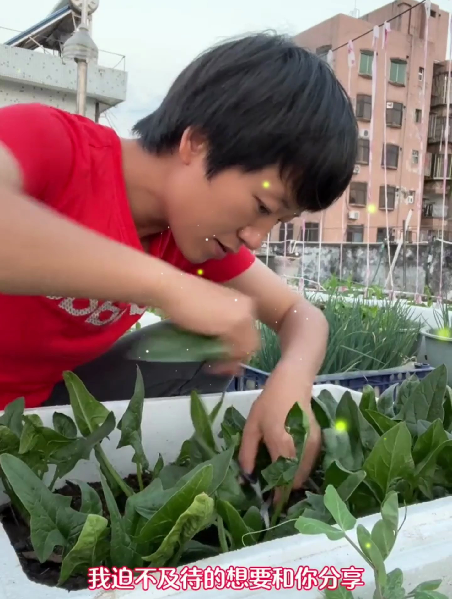 楼顶种菜:盆栽菠菜这样播种,一个月爆盆,它不怕冷