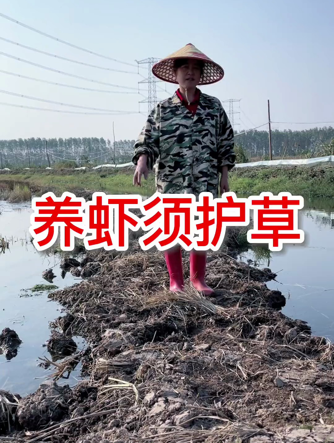 小龙虾养殖:养虾须护草,今天带大家看看~