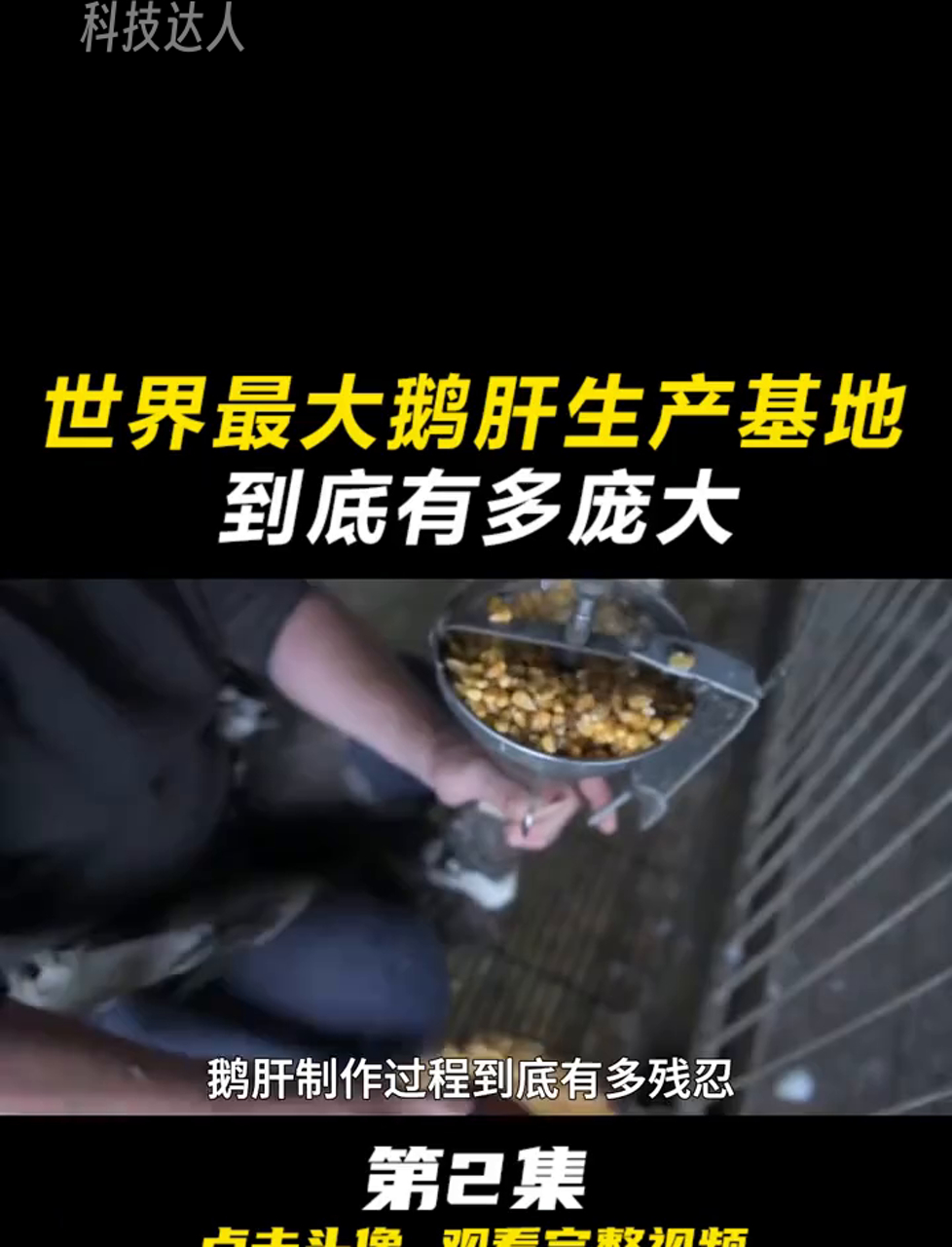 全球巨无霸鹅肝厂,年产5000吨肥美鹅肝