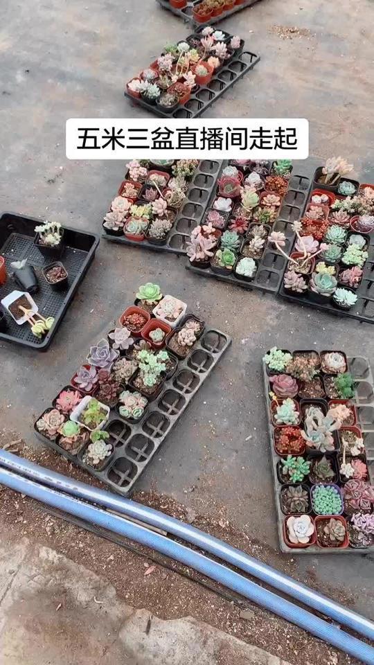 拼盘多肉植物五米三个