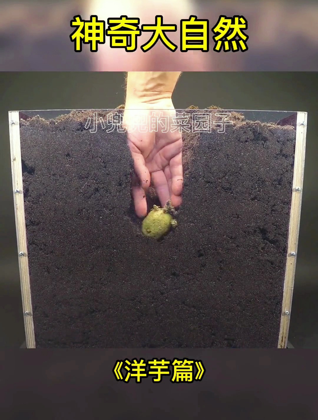 植物生长过程之洋芋
