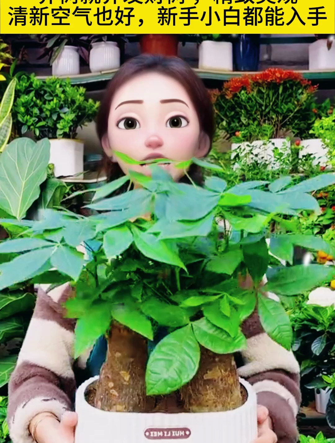 养树就养,发财树,精致美观,清新空气也好!最主要还吉利!