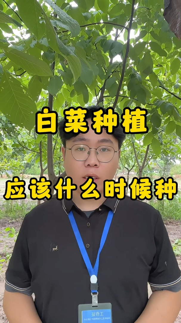 种白菜应该什么时候种,怎么种