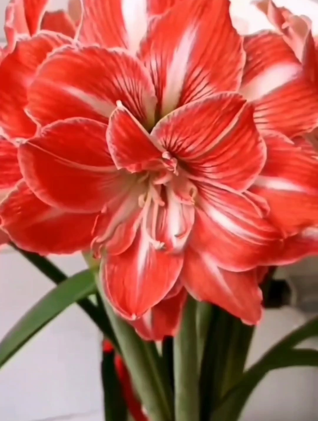 朋友家都养朱顶红,原来有这么“好”的寓意,自己赶紧种上一盆!