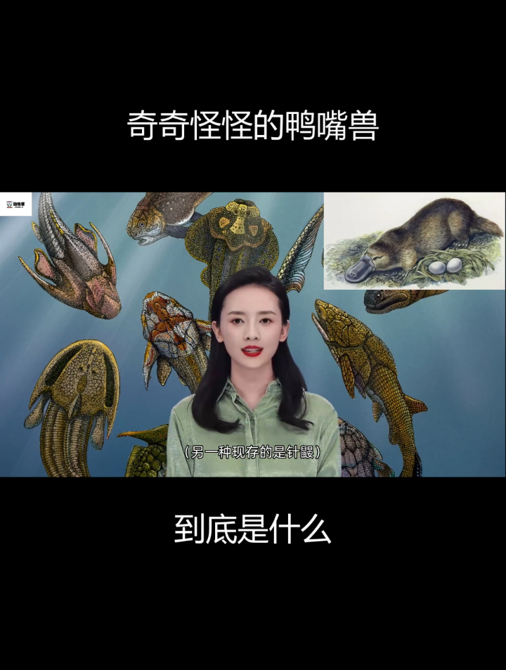 超奇怪的鸭嘴兽,它到底是什么?怎么被发现的
