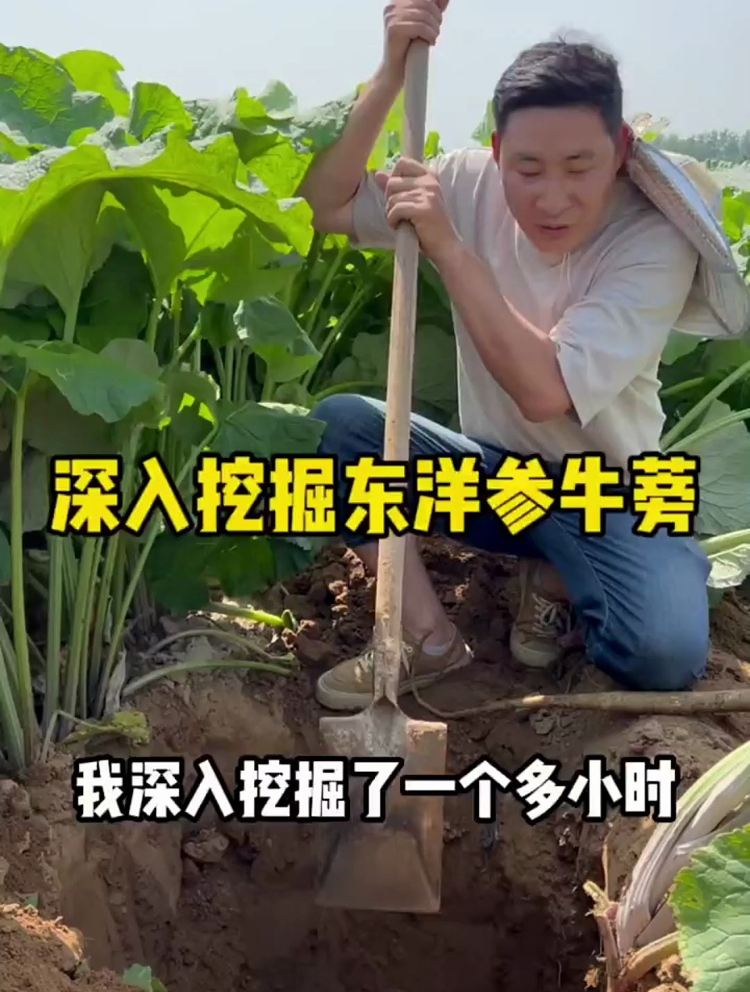 牛蒡也叫大力子、东洋参,俗称“白肌人参”