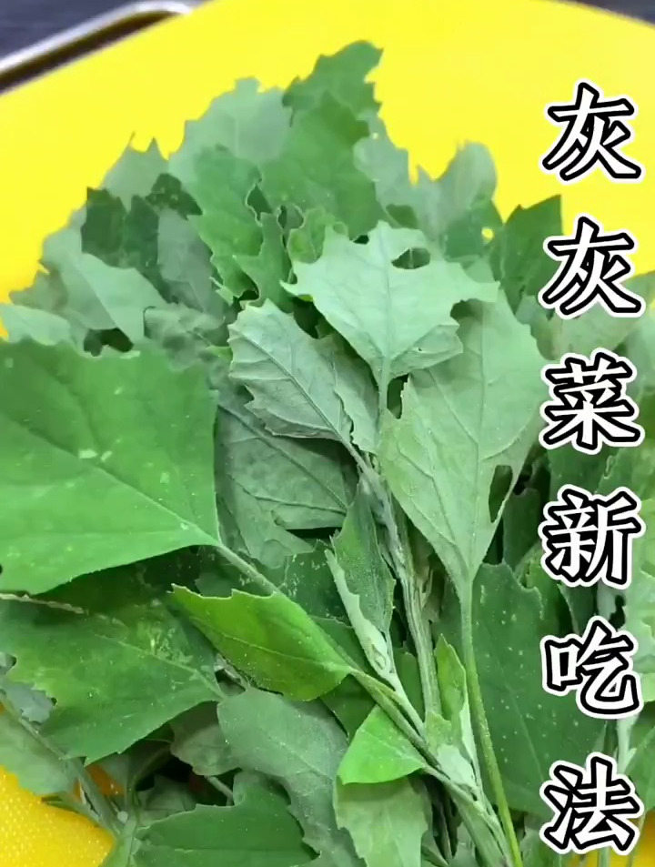 农村常见的灰灰菜,简单易做太香了,鲜嫩营养,好吃下饭