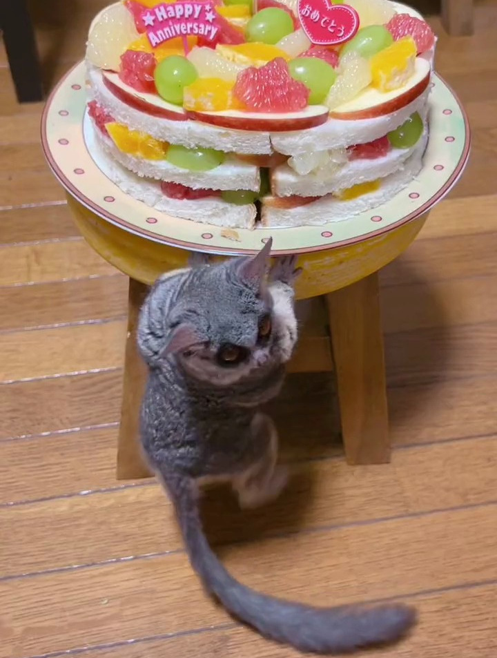 小猴子两岁生日啦,给她们做个蛋糕吃
