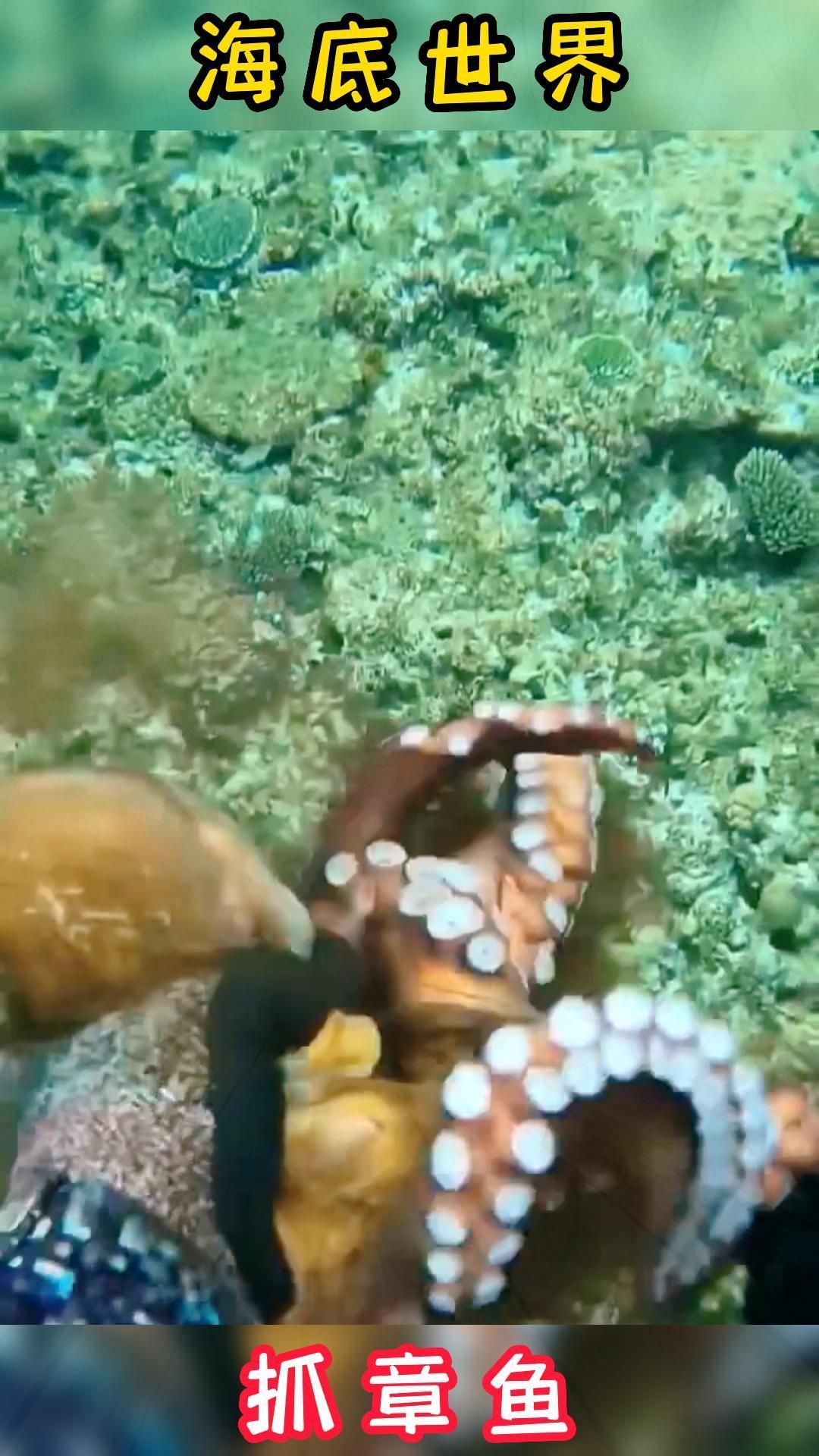 海底世界(抓章鱼)