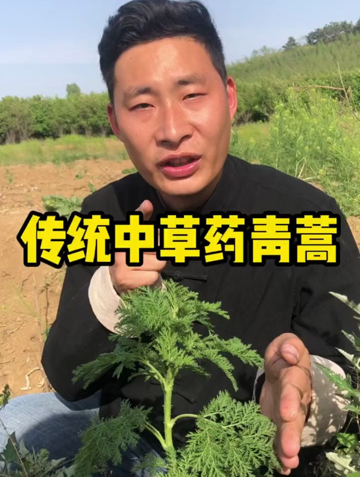 青蒿也叫草蒿,作为我国传统植物,当作中草药使用已经多年了