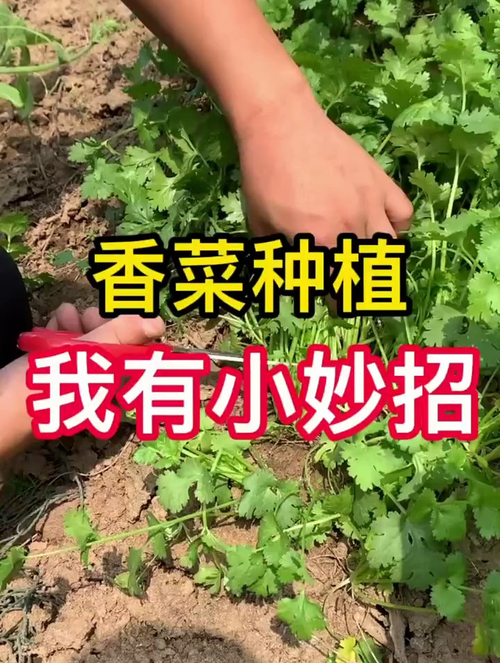 香菜种植一定要注意这一点,我们有妙招 香菜种植 农业种植技术
