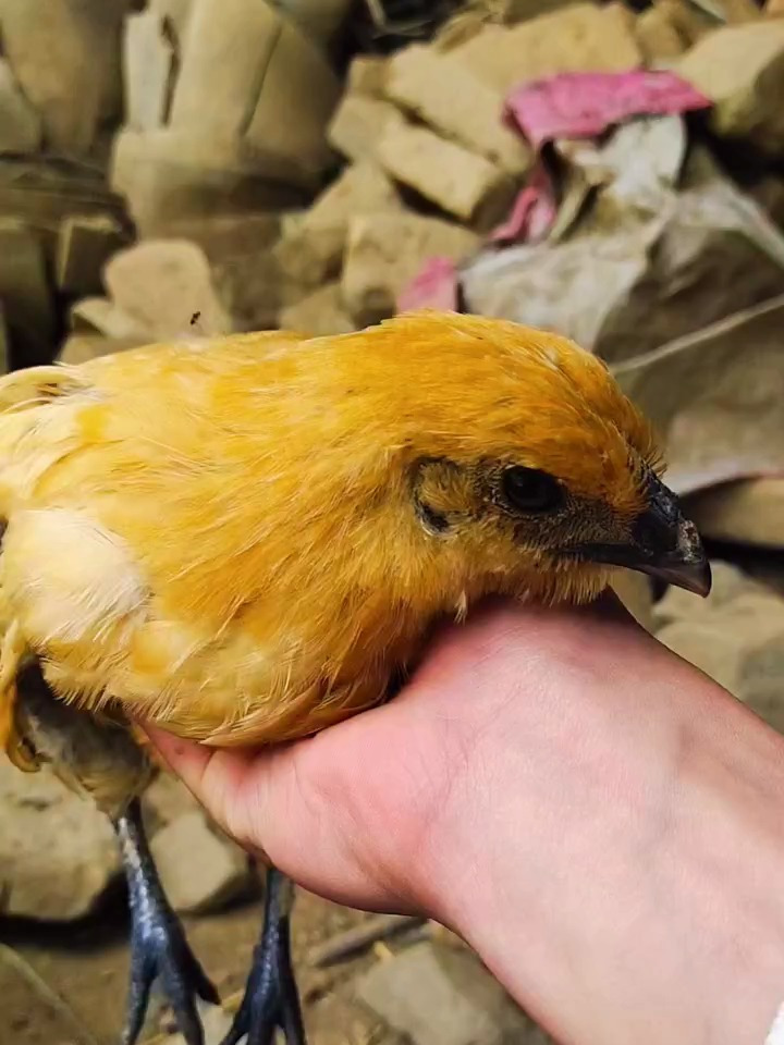 开头的小双冠母鸡是送的,小鸡是赤四代了,真漂亮
