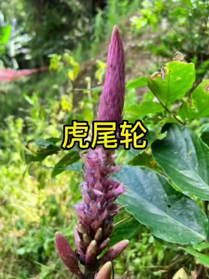 植物百科_ 中草药知识__闽南地区家喻户晓的炖汤植物:虎尾轮