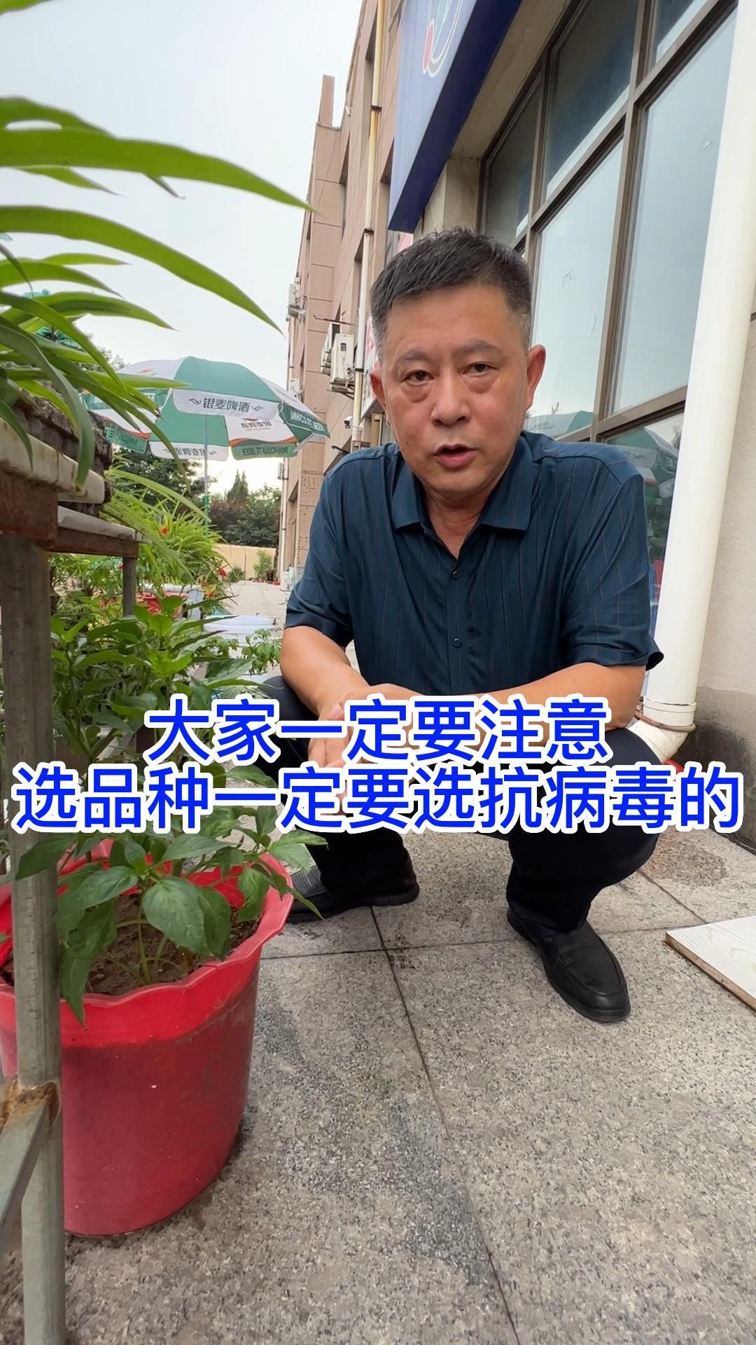 菜农们选品种一定要选抗病毒的!