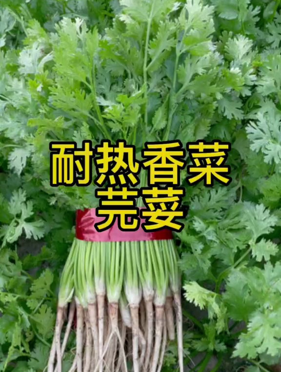 夏季种香菜,要选择耐热香菜品种,大田小院都能种