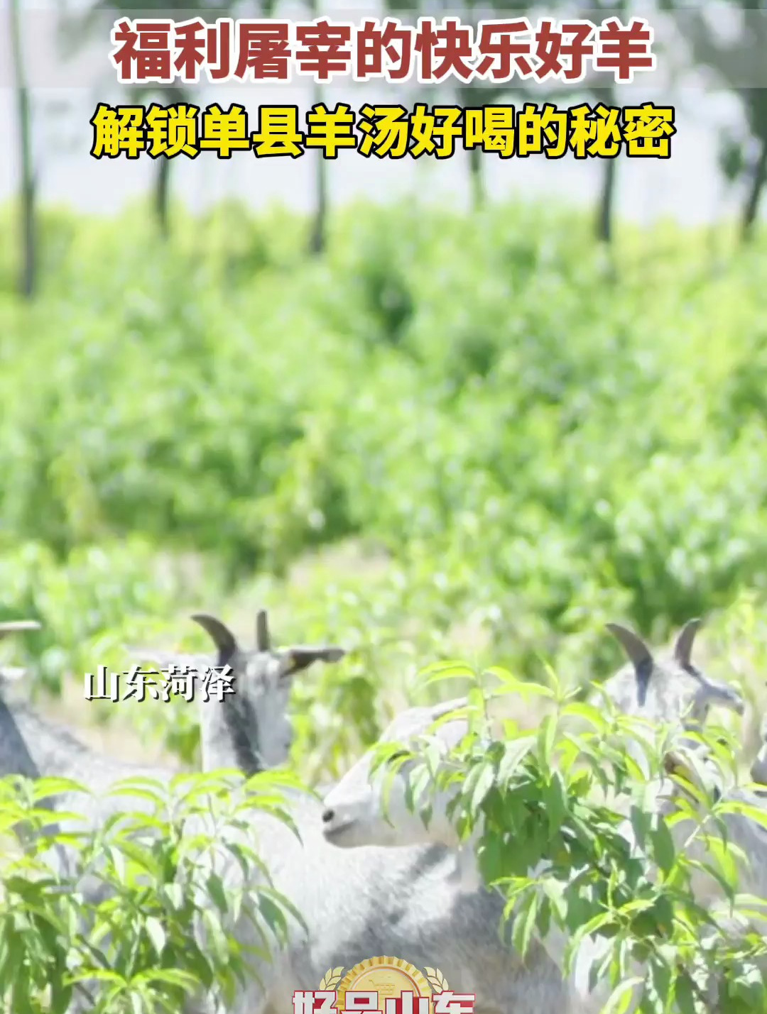 福利屠宰的快乐好羊 解锁单县羊汤好喝的秘密