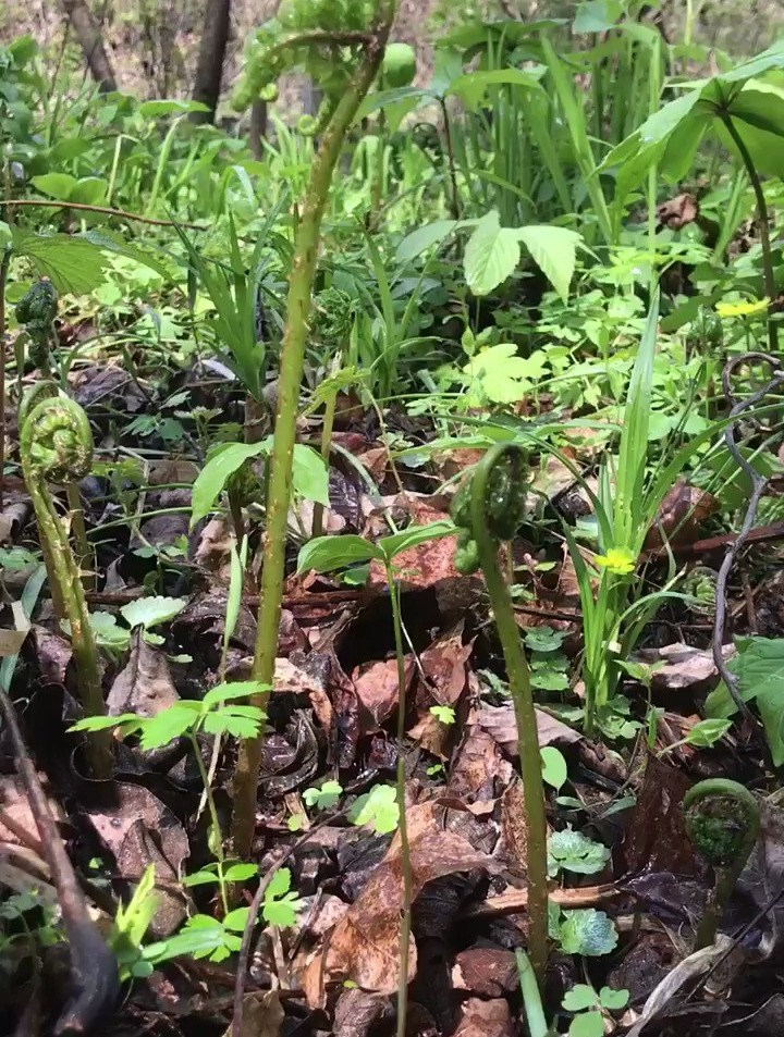 水蕨菜:水蕨菜炒肉很好吃哦