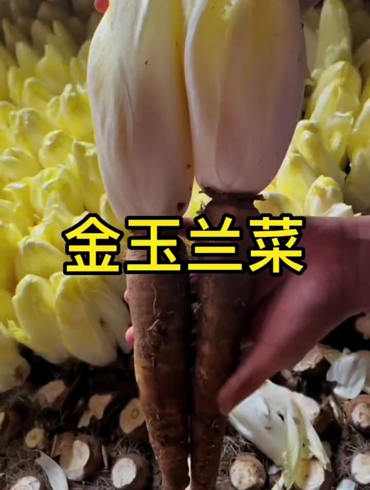 婆婆盆栽蔬菜“上瘾”,种出“天价”白菜,既能观赏还能食用!