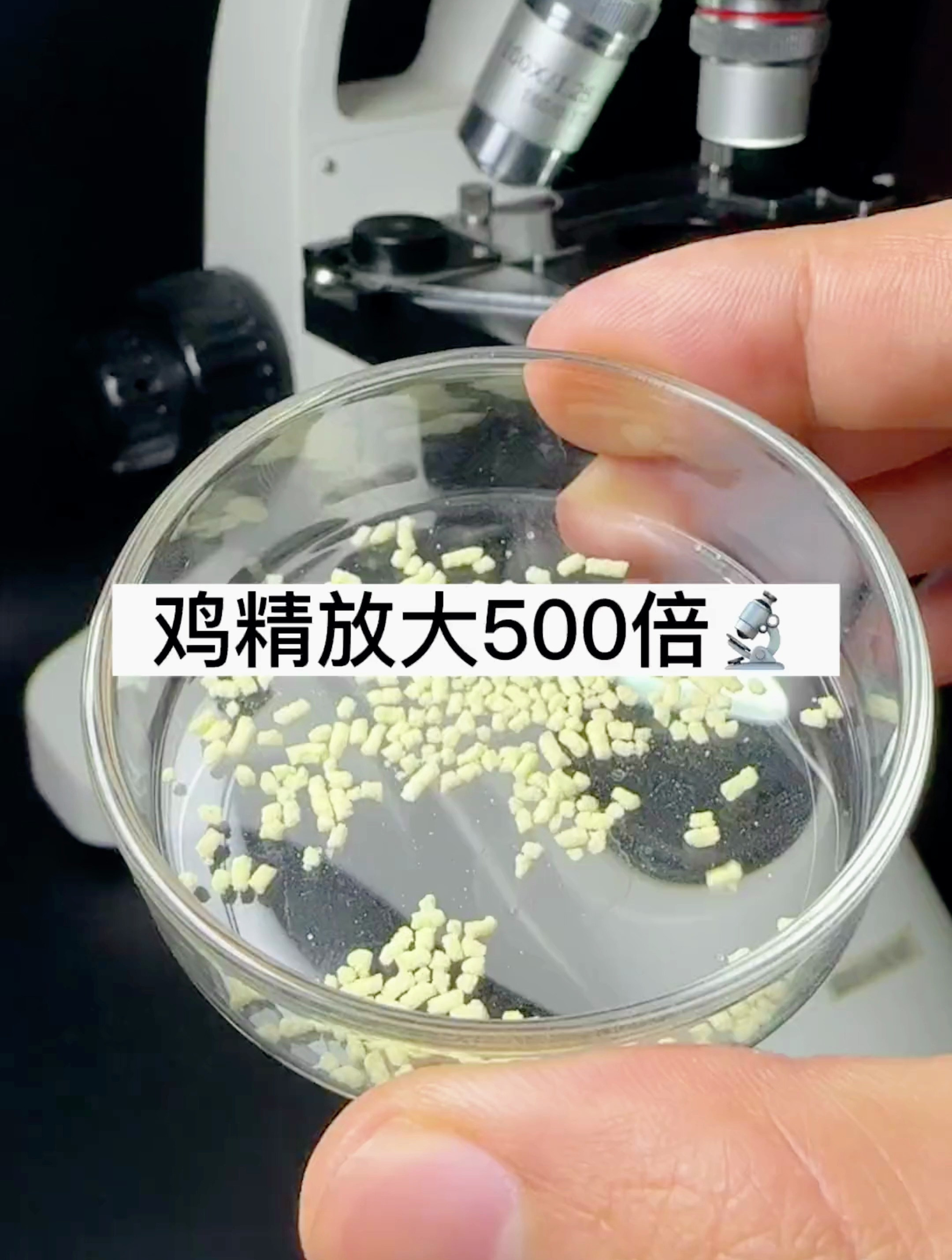 显微镜下的鸡精,你们肯定没见过