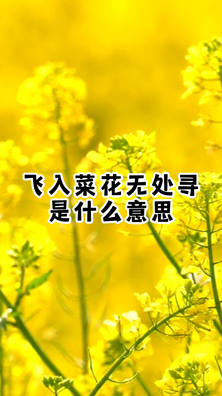 飞入菜花无处寻是什么意思?