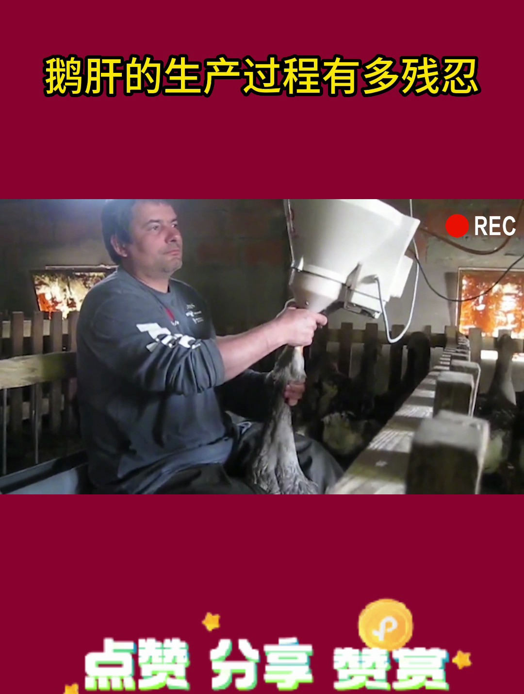 鹅肝的生产过程有多残忍