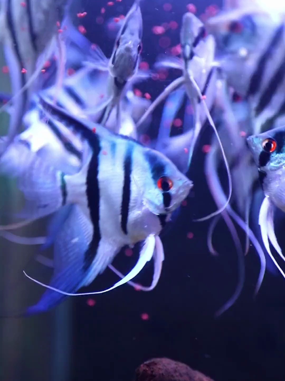 鱼缸自动喂食器,适合经常出远门或者鱼缸多的朋友