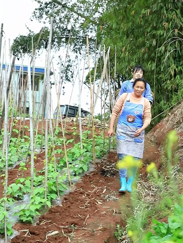 这种菜在有些地方叫“甜菜”有些地方叫“飘儿菜”