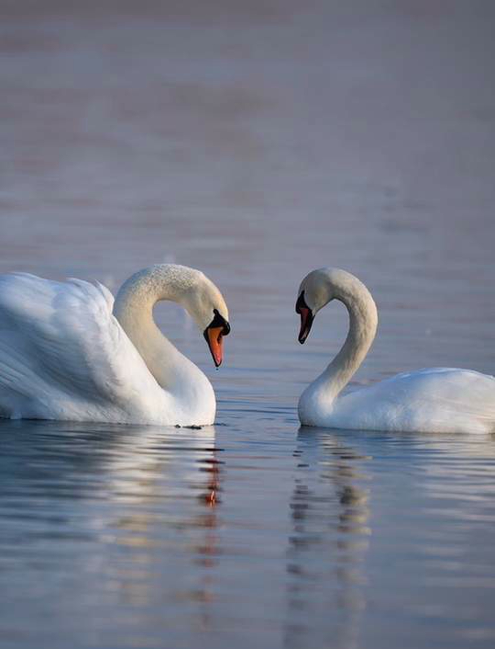 这对天鹅跳起浪漫双人舞,默契地摆出心形,好像在悄悄说情话