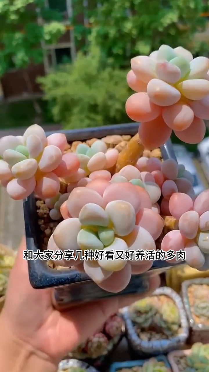 绝美多肉,品种多样,种植容易