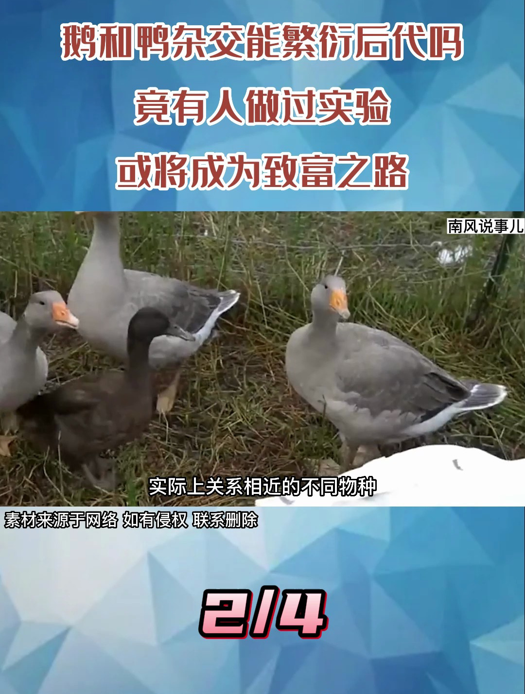 鹅鸭杂交能繁衍后代吗?竟然有人做过实验,或将成为致富之路